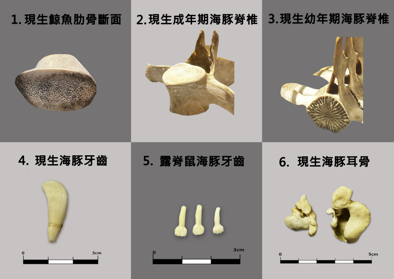 現生鯨豚骨牙鑑識特徵（圖／李作婷）