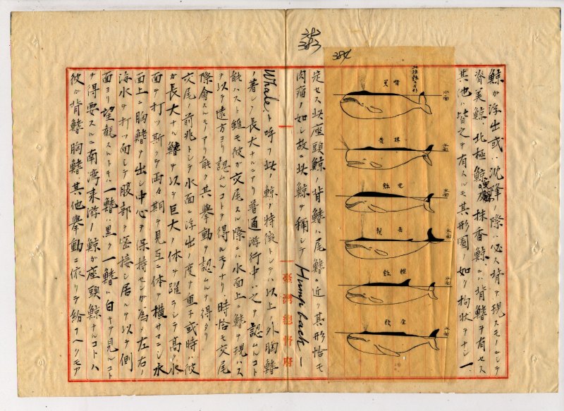 日治時期調查南灣鯨魚資源紀錄（取材自／國史館臺灣文獻館）