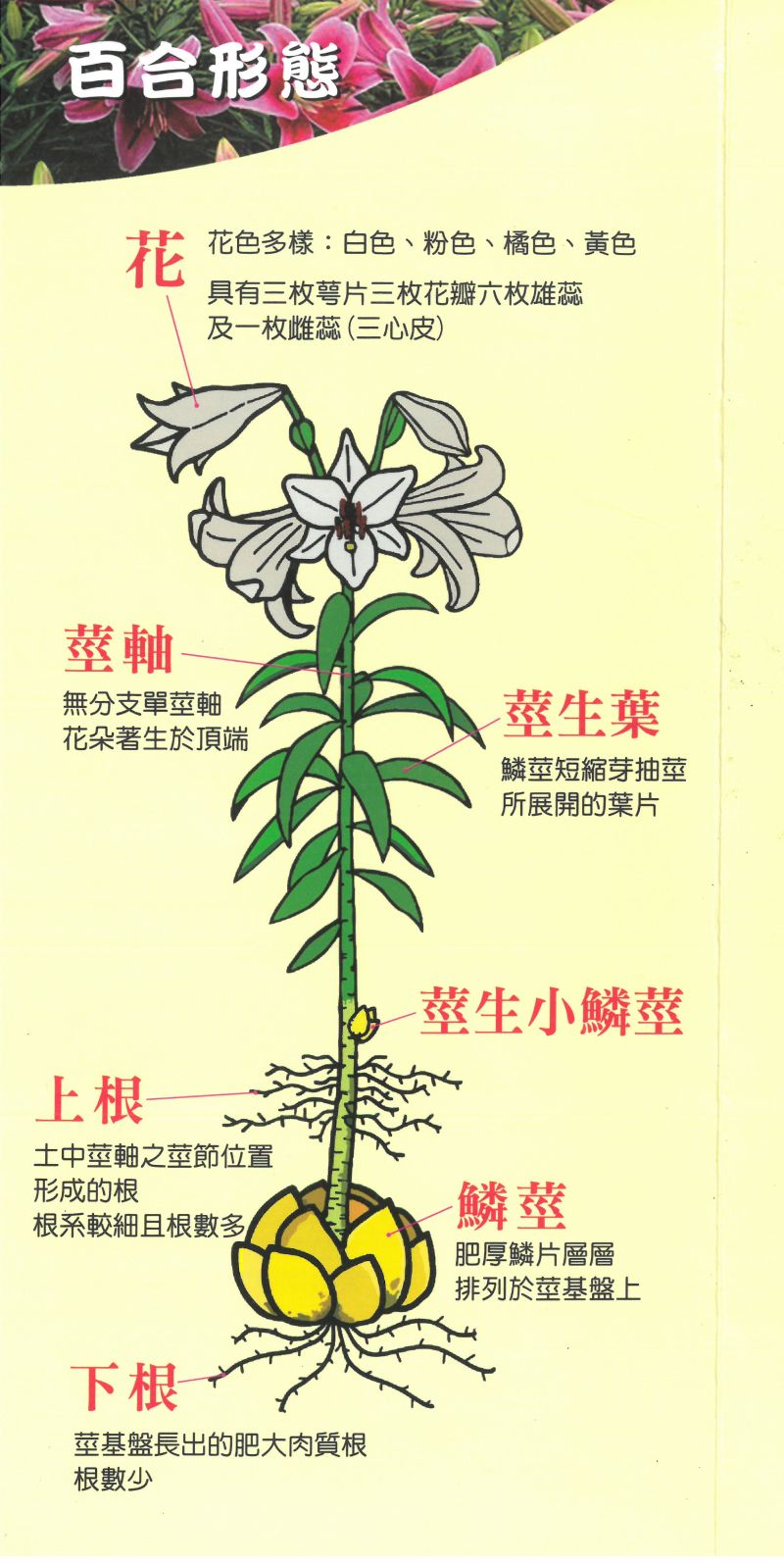百合植株型態示意圖（圖／取材自國立中興大學園藝學系張正教授提供之摺頁）
