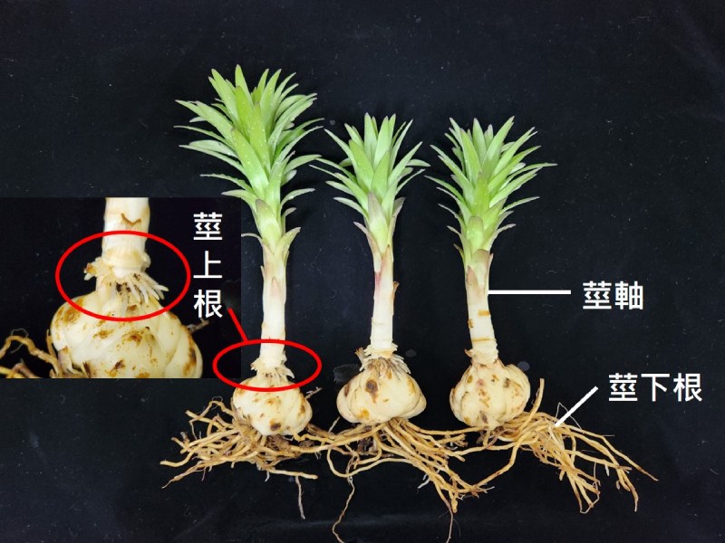 百合莖軸及根部型態（圖／陳盈君）