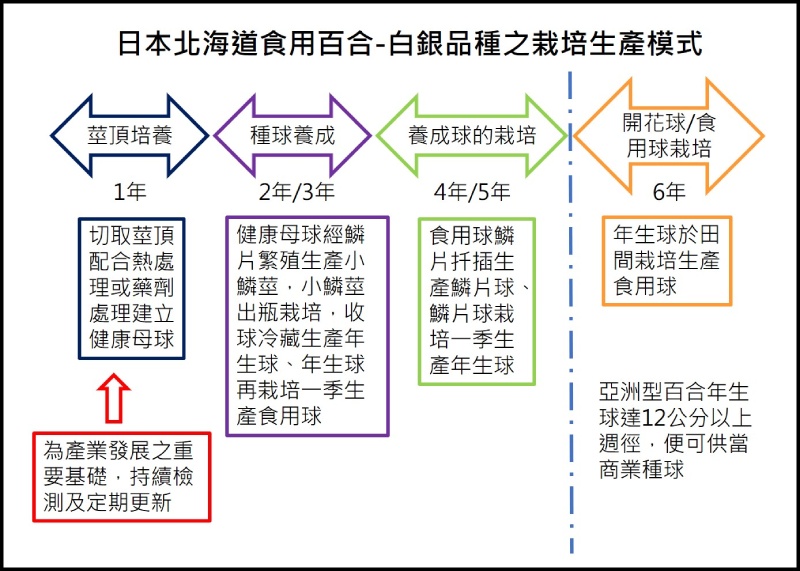 日本北海道食用百合－白銀品種之栽培生產模式（圖／陳盈君）