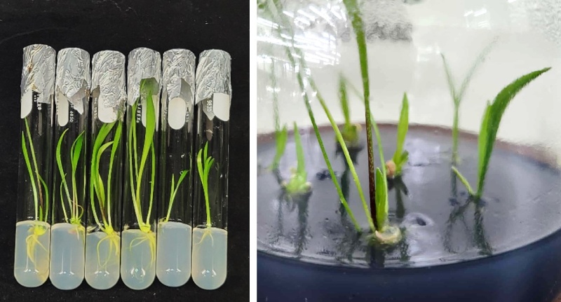 百合莖頂培植體搭配熱處理獲得小苗，經病毒檢測可獲得健康無病毒母株，做為後續產業生產的基礎。（圖／陳盈君）