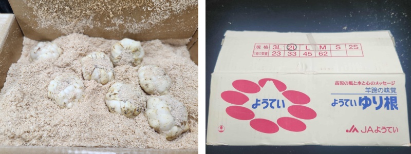 從日本進口的食用百合－白銀，以木屑為介質，印有北海道百合品牌的紙箱進行貯藏及運輸。（圖／陳盈君）