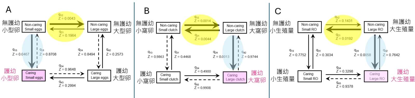 護幼行為對於卵大小、窩卵數與生殖量的演化順序重建；粗箭頭表示演化機率高的路徑。 A 護幼物種的小型卵很可能從無護幼的小型卵演化而來 （藍粗箭q13）。 B 護卵物種的大窩卵很可能從無護幼的大窩卵演化而來 （藍粗箭q24）。 C 護幼的高生殖量很可能從無護幼的高生殖狀態演化而來 （藍粗箭q24）。顯示小型卵、大窩卵、高生殖量的演化很可能早於護幼的演化，這些特徵也驅動了護幼物種走向一次生殖型模式（semelparity）。（圖／修改自Kudo et al. 2024）