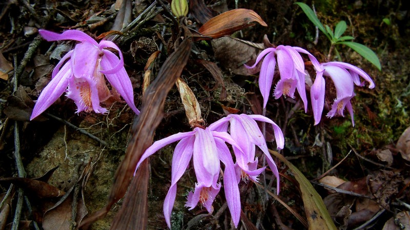 疣鞘(岩生)一葉蘭(Pleione praecox)為一葉蘭屬  的模式種