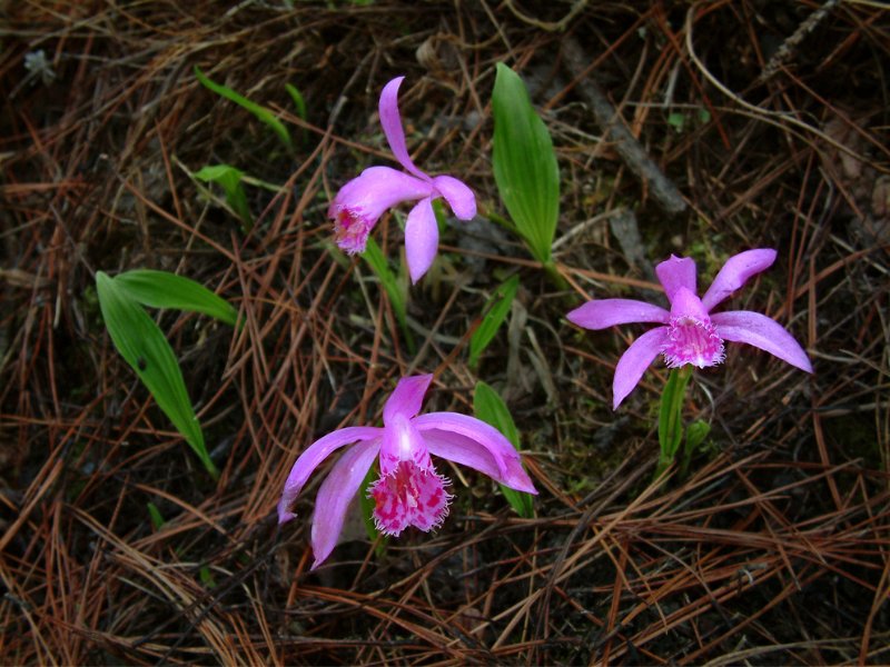球莖一葉蘭(Pleione bulbocodioides)