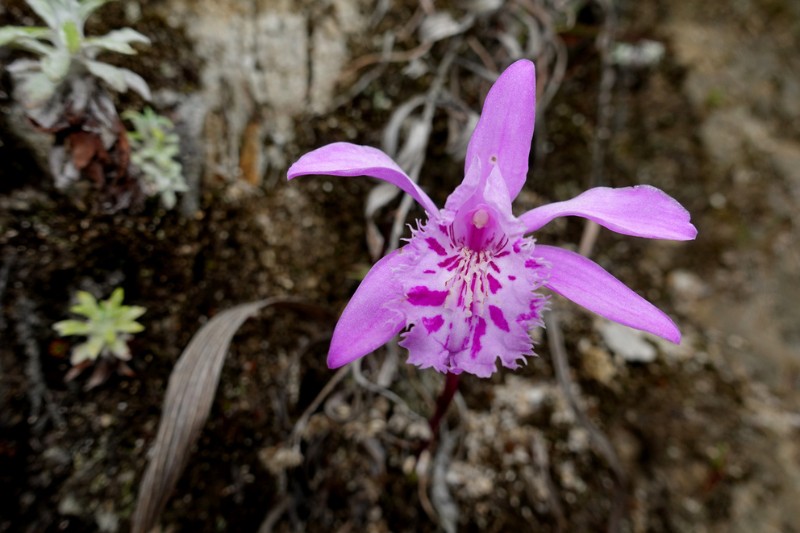 雲南一葉蘭(Pleione yunnanensis)