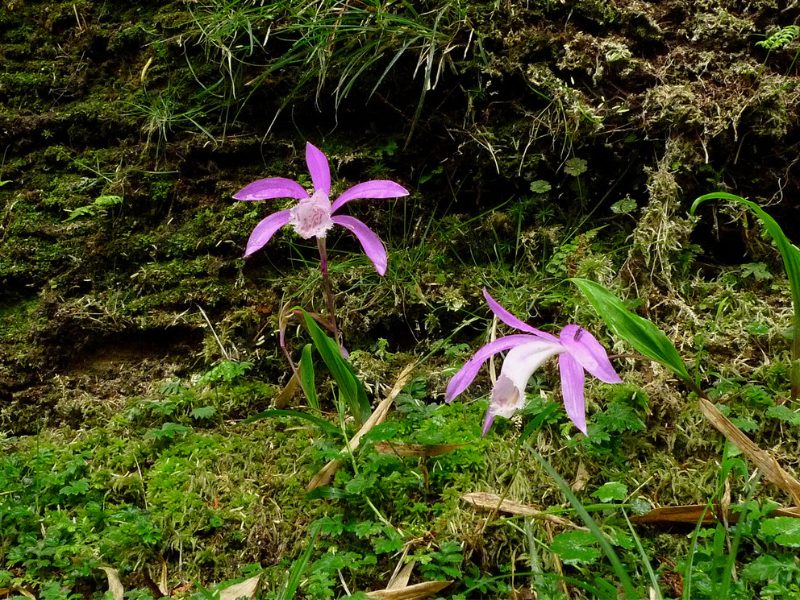 於阿里山步道旁盛開的臺灣一葉蘭(Pleione formosana)