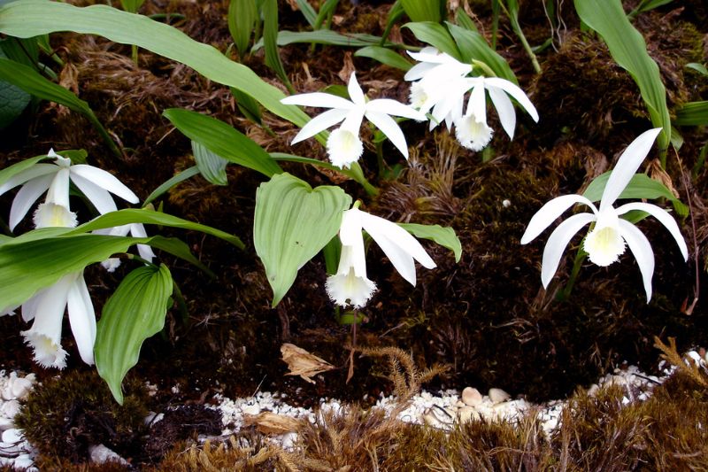 臺灣一葉蘭純白花的營養繁殖系(Pleione formosana f. alba)