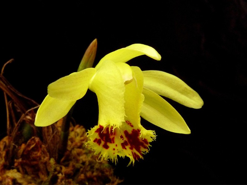 黃花一葉蘭(Pleione forrestii)