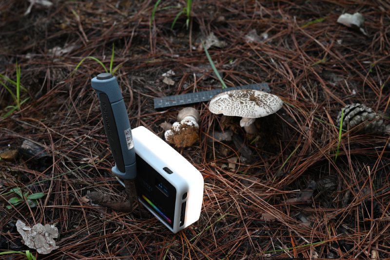 生長於越南中部高原松林中的鵝膏屬真菌（Amanita sp.）。詳細的影像紀錄，是採集標本前不可或缺的步驟。（圖／陳哲志）