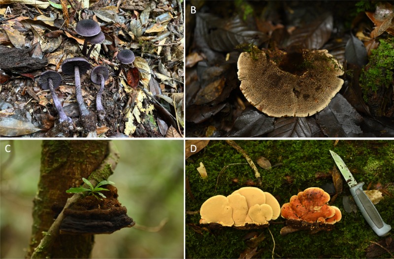 當日採得的部分大型真菌標本，A、絲膜菌屬真菌（Cortinarius sp.）；B、集毛菌屬真菌（Coltricia sp.）；C、葉孔菌屬真菌（Phylloporia sp.）；D、紫杉帕氏孔菌（Bondarcevomyces taxi）。（圖／陳哲志）