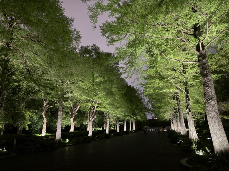 位於植園大門口的落羽松大道，夜間燈光照射下別有一番風情。（圖／胡維新）