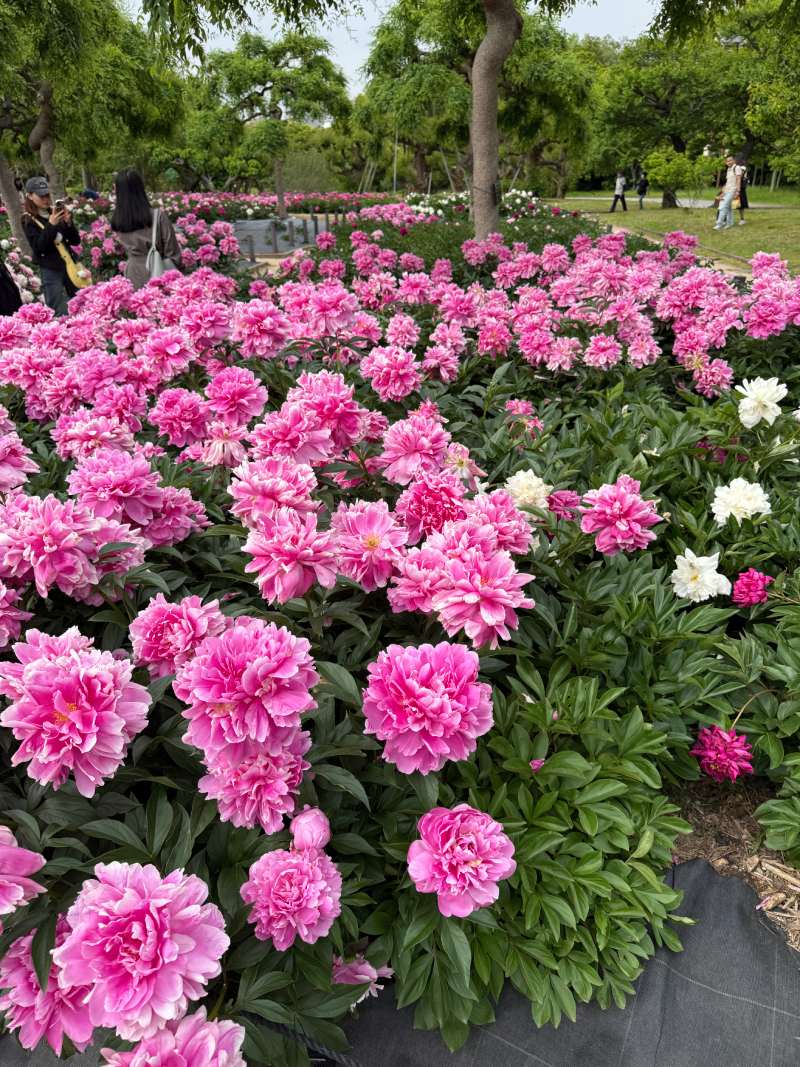 盛開中的牡丹花園（圖／胡維新）