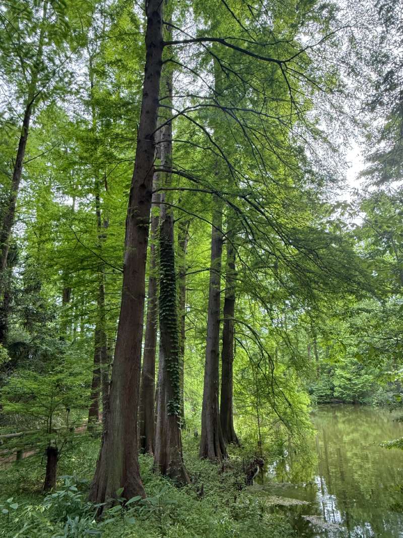 「歷史之森」代表第三紀植物的落羽杉（Taxodium distichum），和被稱為活化石的水杉（Metasequoia glyptostroboides ）。（圖／胡維新）