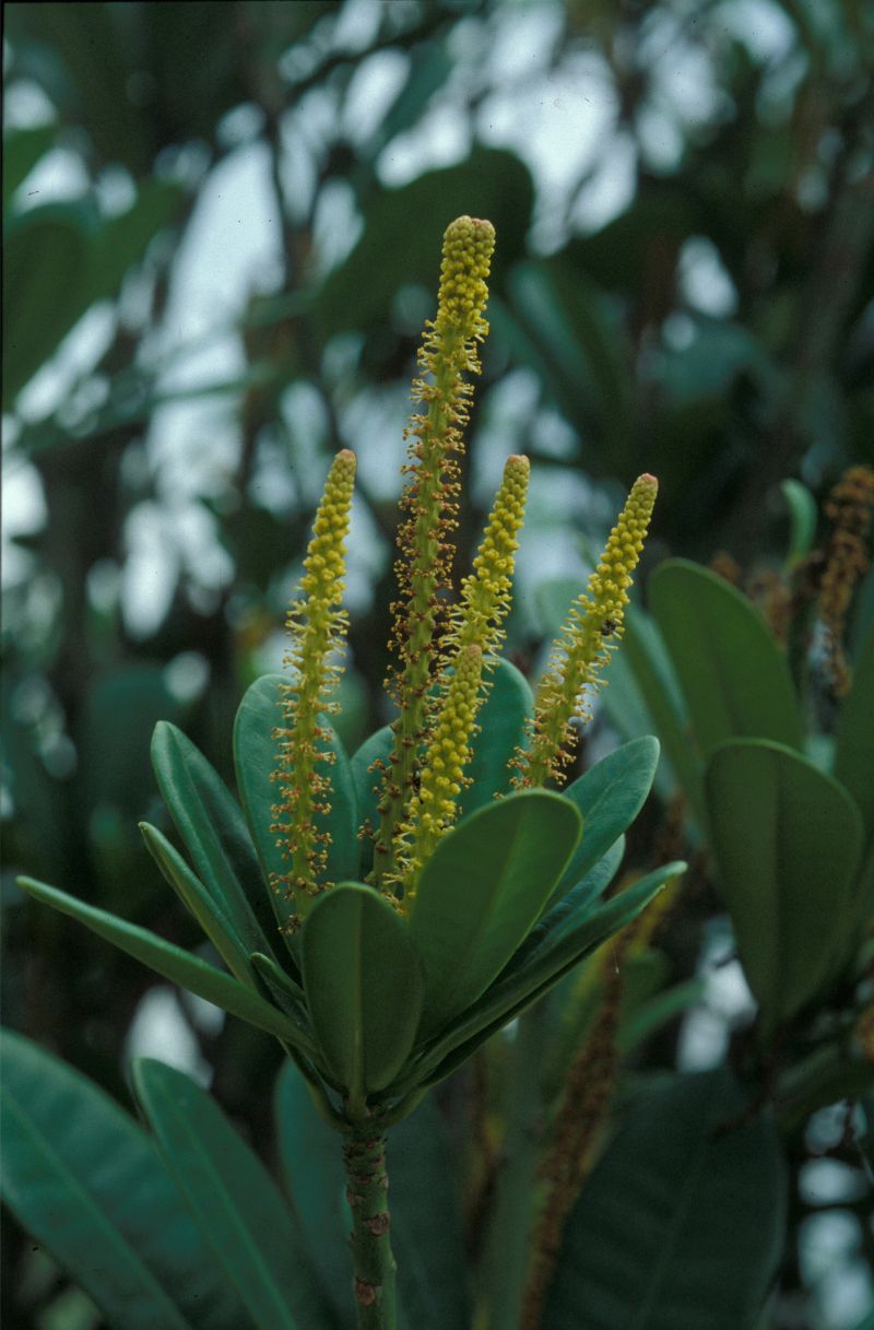 蘭嶼土沈香的雄花序