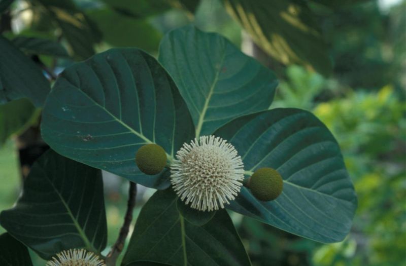 欖仁舅的開花枝