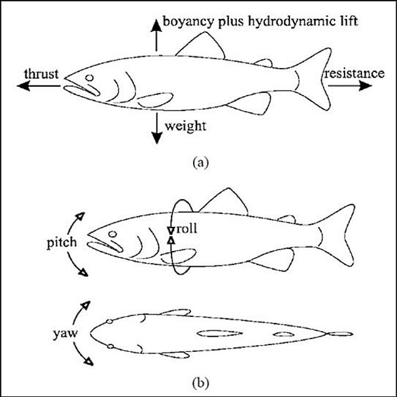 魚類運動的 5 種作用力（圖／取材自 Sfakiotakis, M., Lane, D. M., & Davies, J. B. C. (1999）