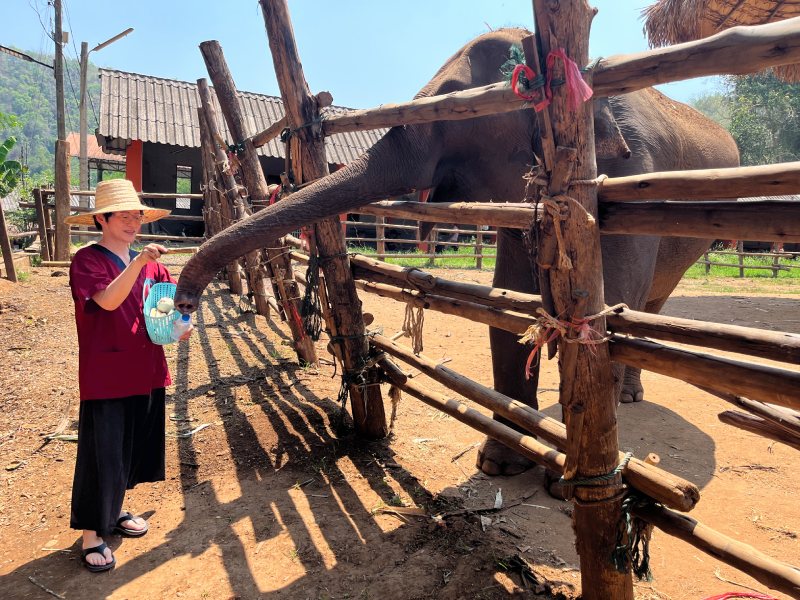 糰子是大象喜愛的點心，讓遊客親手餵食從而促進人與動物之間的連結與互動。（圖／許嫆雅）