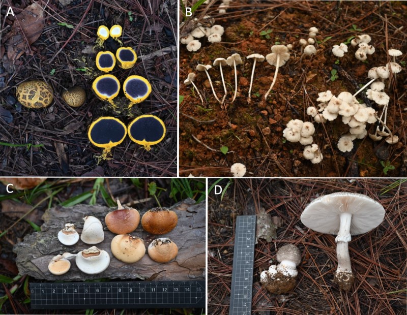 林道兩側思茅松林發現的大型真菌。A、硬皮馬勃屬真菌（ Scleroderma sp. ）；B、小雞肉絲菇（ Termitomyces microcarpus ）；C、生長在松樹樹幹上的隱孔菌屬真菌（ Cryptoporus sp. ）；D、鵝膏屬真菌（ Amanita sp. ）。（圖／陳哲志）