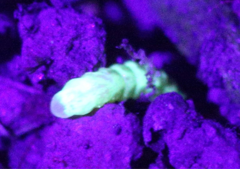某些螢火蟲在 UV 光照下能發出明亮的藍綠色螢光（圖／Yiu Vor）
