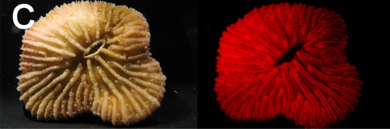 從珊瑚發現的 RFP 與從水母發現的 GFP 並列生物螢光工具雙雄（圖／修改自 Nicole K Michiels et al., WC，本圖經過裁切）