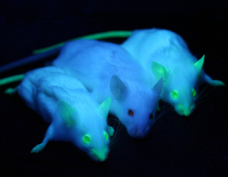 在 UV 光照下藉由 GFP 表現特定基因的白鼠（圖／取材自 I. Moen et al., WC）