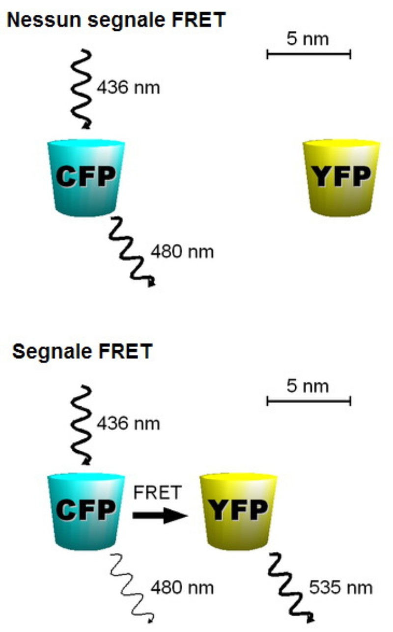 FRET 原理示意。當兩個帶有不同螢光蛋白的蛋白質接近到 5nm 以內時，帶有藍色螢光蛋白（CFP）者會藉由共振能量傳遞，使帶有黃色螢光蛋白（YFP）的蛋白發出黃色螢光，藉此得知兩個標的蛋白質有交互作用或結合現象。（圖／取材自 Sven Jähnichen, WC）
