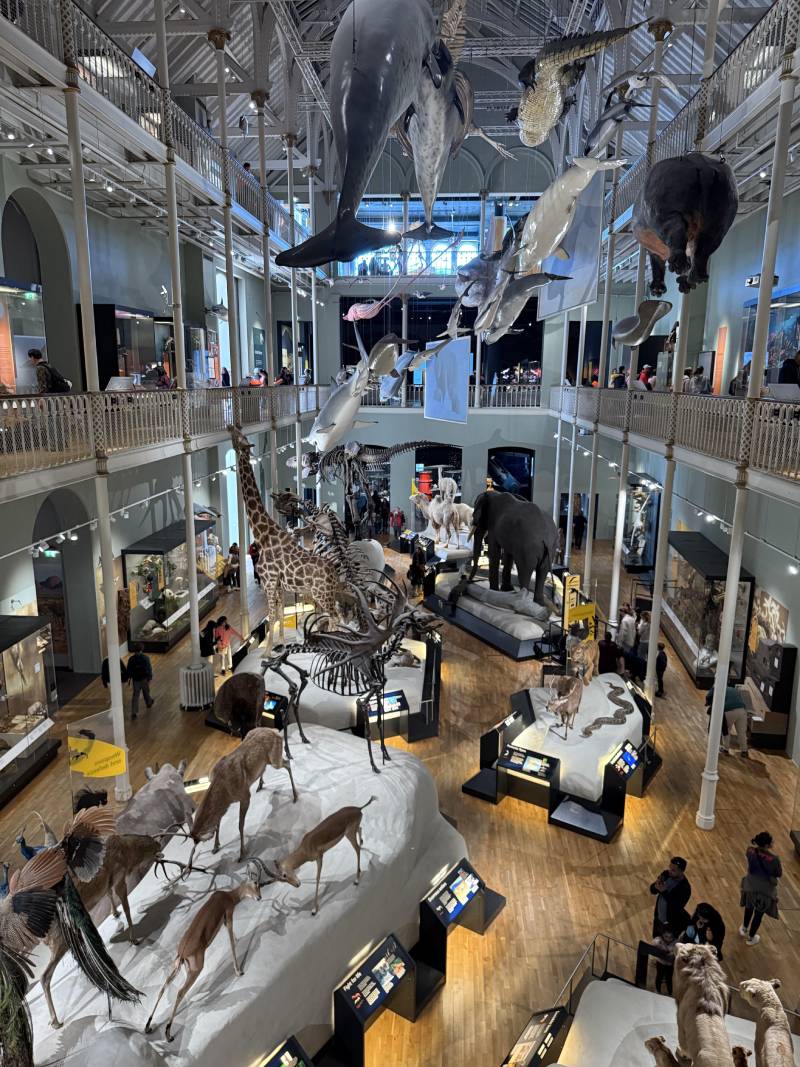 蘇格蘭國家博物館中挑高的生物多樣性展廳陳列海、陸、空各類生物的標本與模型，展現生物動靜之美。（圖／姚秋如）
