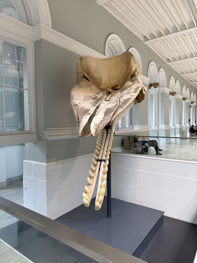 抹香鯨 Moby 的頭骨展示在蘇格蘭國家博物館的二樓陽光灑落的展廳中，既是詮釋齒鯨頭部特殊結構的優良展品，也記錄下人類對大型鯨的善意作為。（圖／姚秋如）