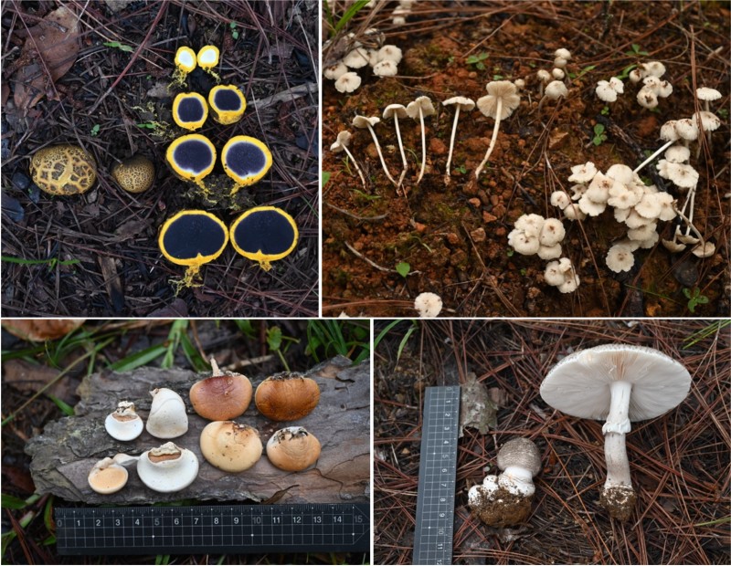 林道兩側思茅松林發現的大型真菌。A、硬皮馬勃屬真菌（ Scleroderma sp. ）；B、小雞肉絲菇（ Termitomyces microcarpus ）；C、生長在松樹樹幹上的隱孔菌屬真菌（ Cryptoporus sp. ）；D、鵝膏屬真菌（ Amanita sp. ）。（圖／陳哲志）