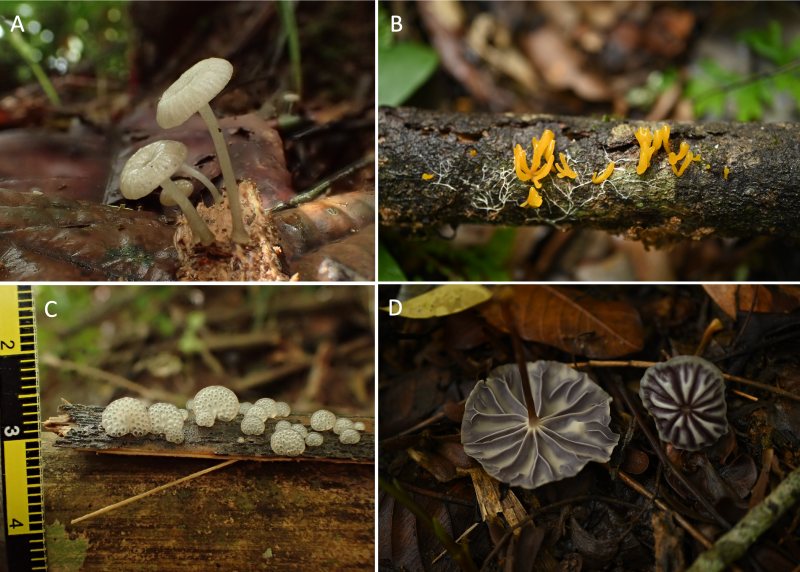 Dung K'No 低海拔地區發現的大型真菌，A、生長在竹子上的小菇屬真菌（Mycena sp.）可能會發光；B、膠角耳屬真菌（Calocera sp.）；C、膠孔菌屬真菌（Favolaschia sp.）；D、小皮傘屬真菌（Marasmius sp.）。（圖／陳哲志）