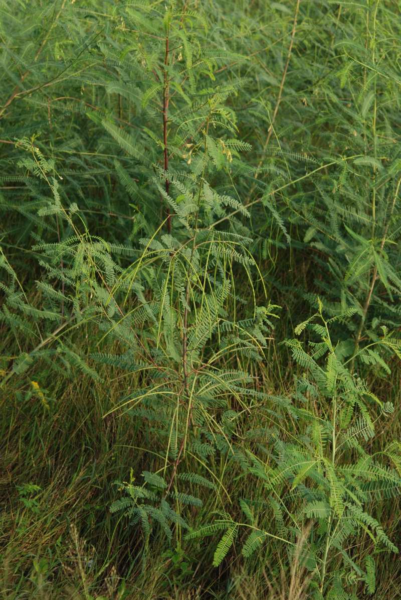 田菁是中南部常見的綠肥作物（圖／王秋美）