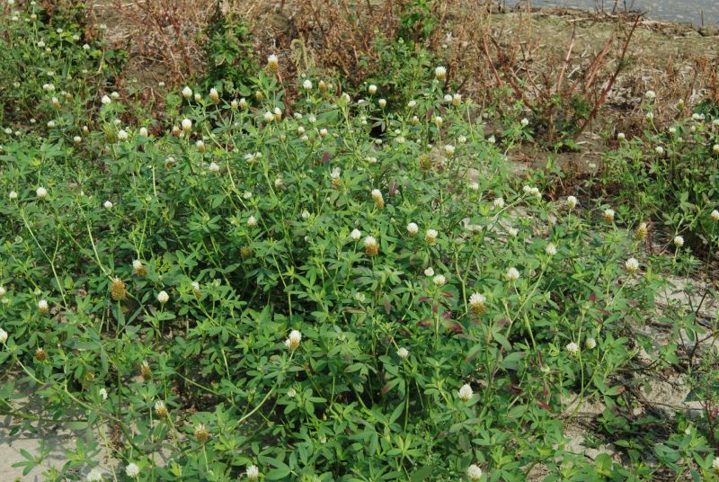 常種於水田休耕期的綠肥植物 – 埃及三葉草（圖／王秋美）