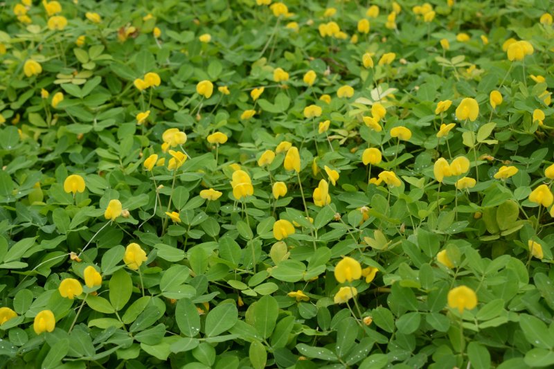 在光線充足處的蔓花生開花量多（圖／王秋美）