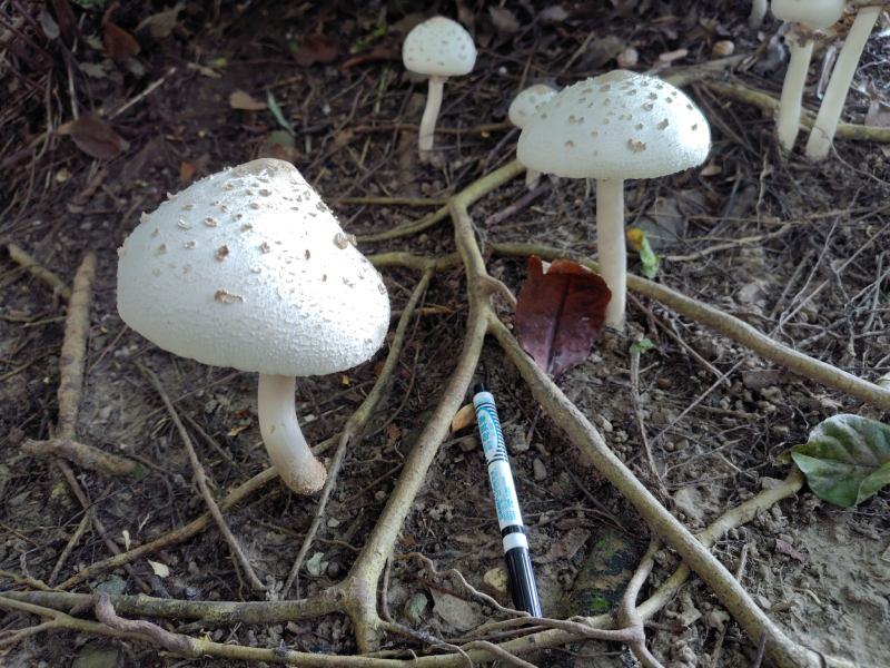 在科博館植物園發現的球蓋綠褶菇（Chlorophyllum globosum）（圖／黃俞菱）