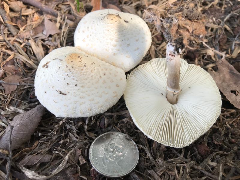在科博館周邊發現的庭院綠褶菇（Chlorophyllum hortense）（圖／魏佳玲）