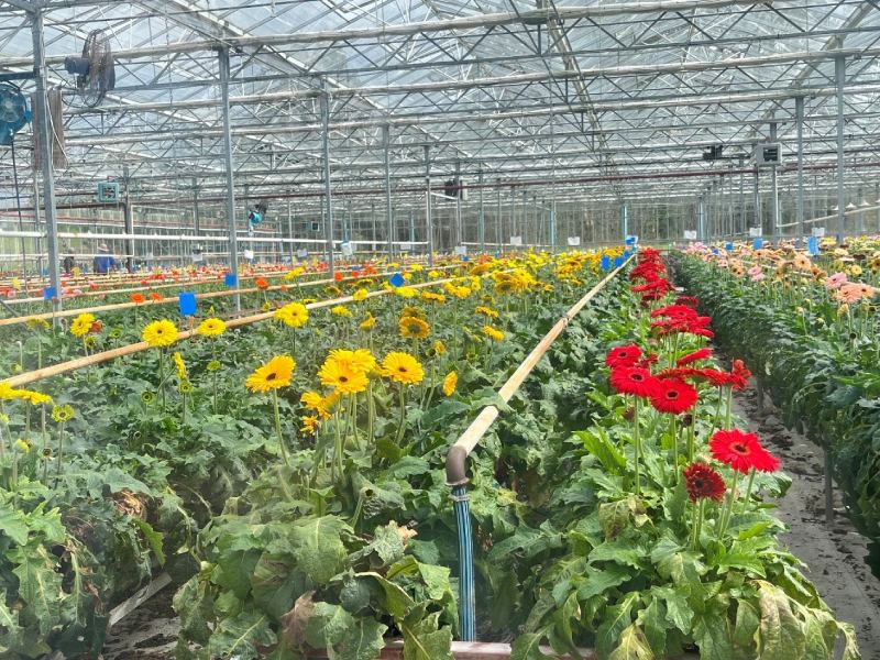 鄰近羅托魯瓦地區的溫室 Plenty Flora，就是利用地溫餘熱去加熱溫水管線，讓花朵在最合適的氣溫下生長。（圖／許冠毅）