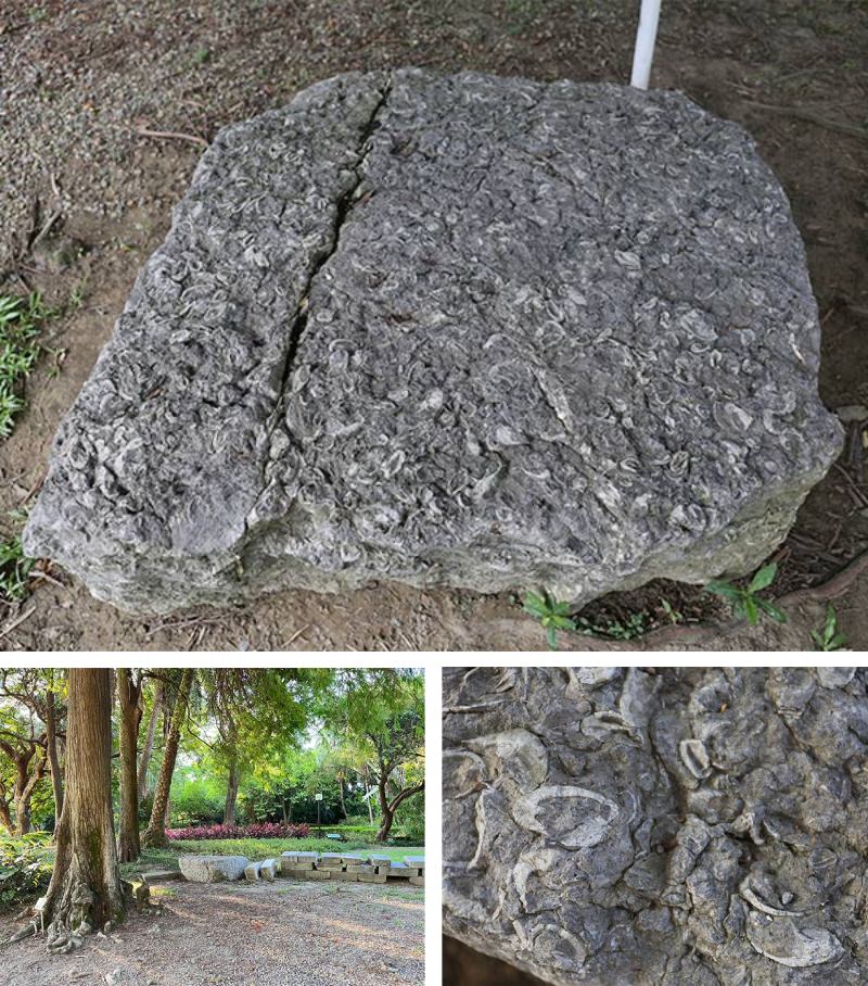 上圖為五房貝化石照；左下圖為五房貝化石庭園擺放位置；右下圖為五房貝化石近觀。（圖／陳君琳）