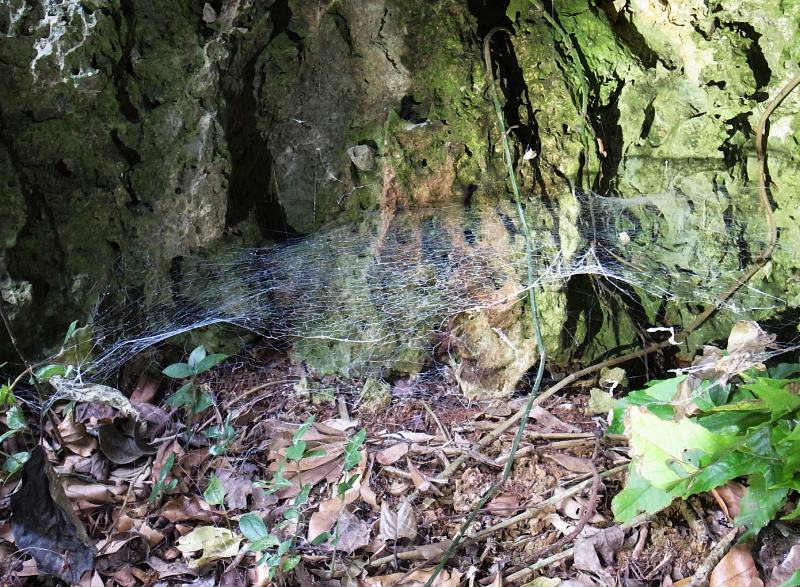 褸網蛛科蜘蛛的「片狀網」（圖／廖鎮磐）
