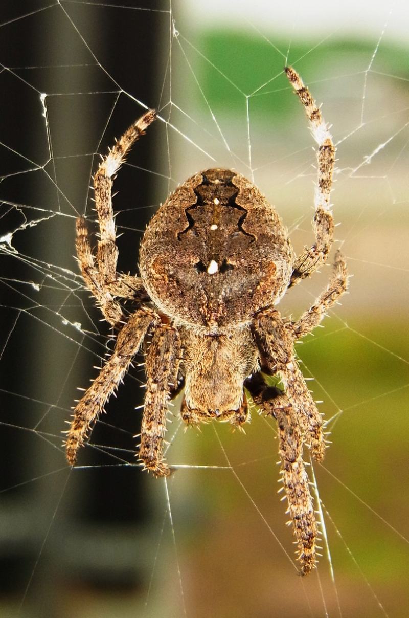 大腹鬼蛛（Araneus ventricosus）（圖／取材自eikindai_87[https://www.inaturalist.org/people/heikindai_87]創作，採用 CC0 1.0 Universal 授權條款）