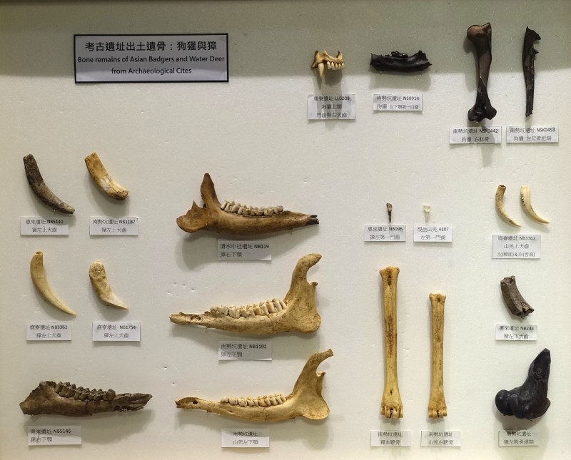 臺中鹿寮遺址、南勢坑遺址、惠來遺址與清水遺址出土的狗獾、獐與山羌遺留。科博館 2018 年「石虎的美麗家園特展 – 永遠消逝的夥伴單元」展出物件。（圖／陳彥君）