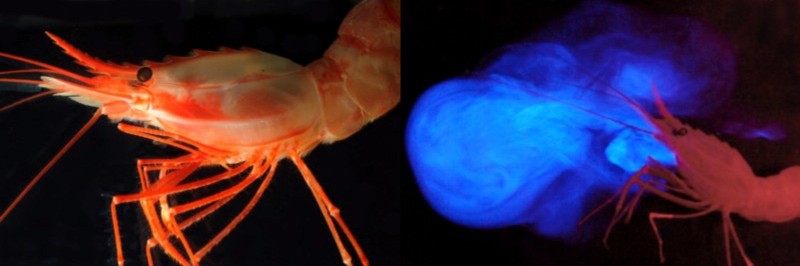 某些深海長額蝦遇到天敵時會吐出藍光物質,聲東擊西。(圖/取材自 NOAA Ocean Exploration, Flickr CC)