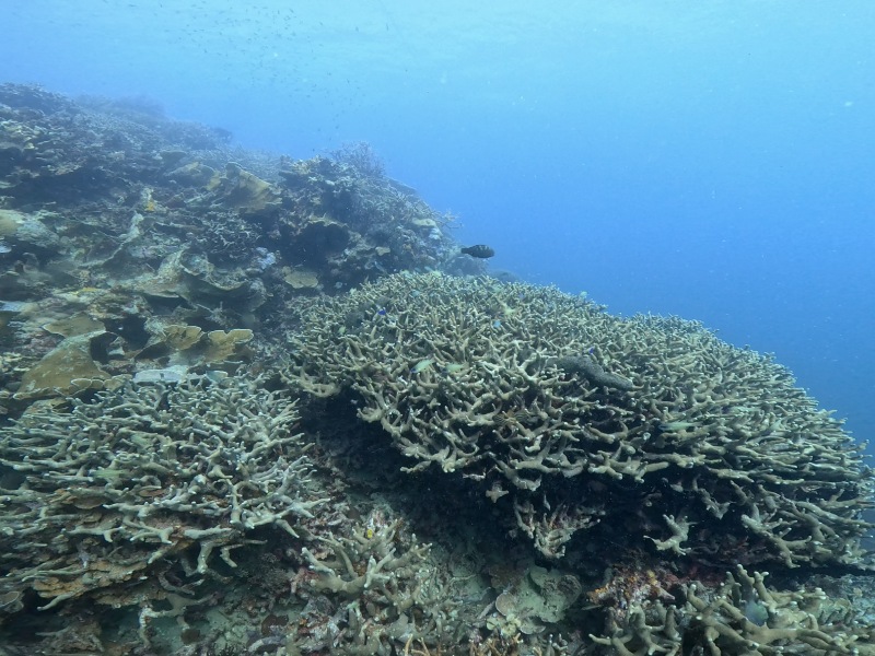 這裡許多潛點雖然珊瑚生長良好，但是幾乎看不到魚群蹤影。（圖／黃興倬）