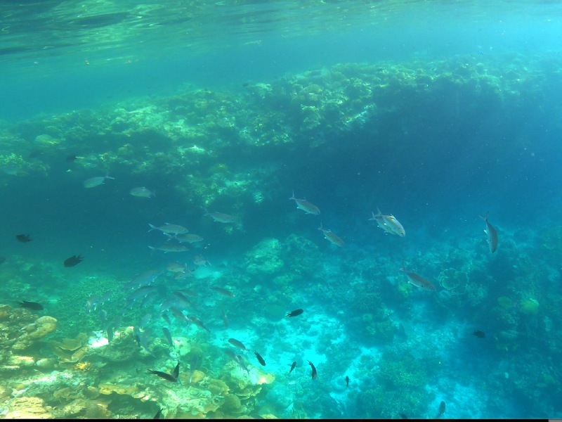 這次潛旅看到的唯一像樣的一小群鰺魚（圖／黃興倬）
