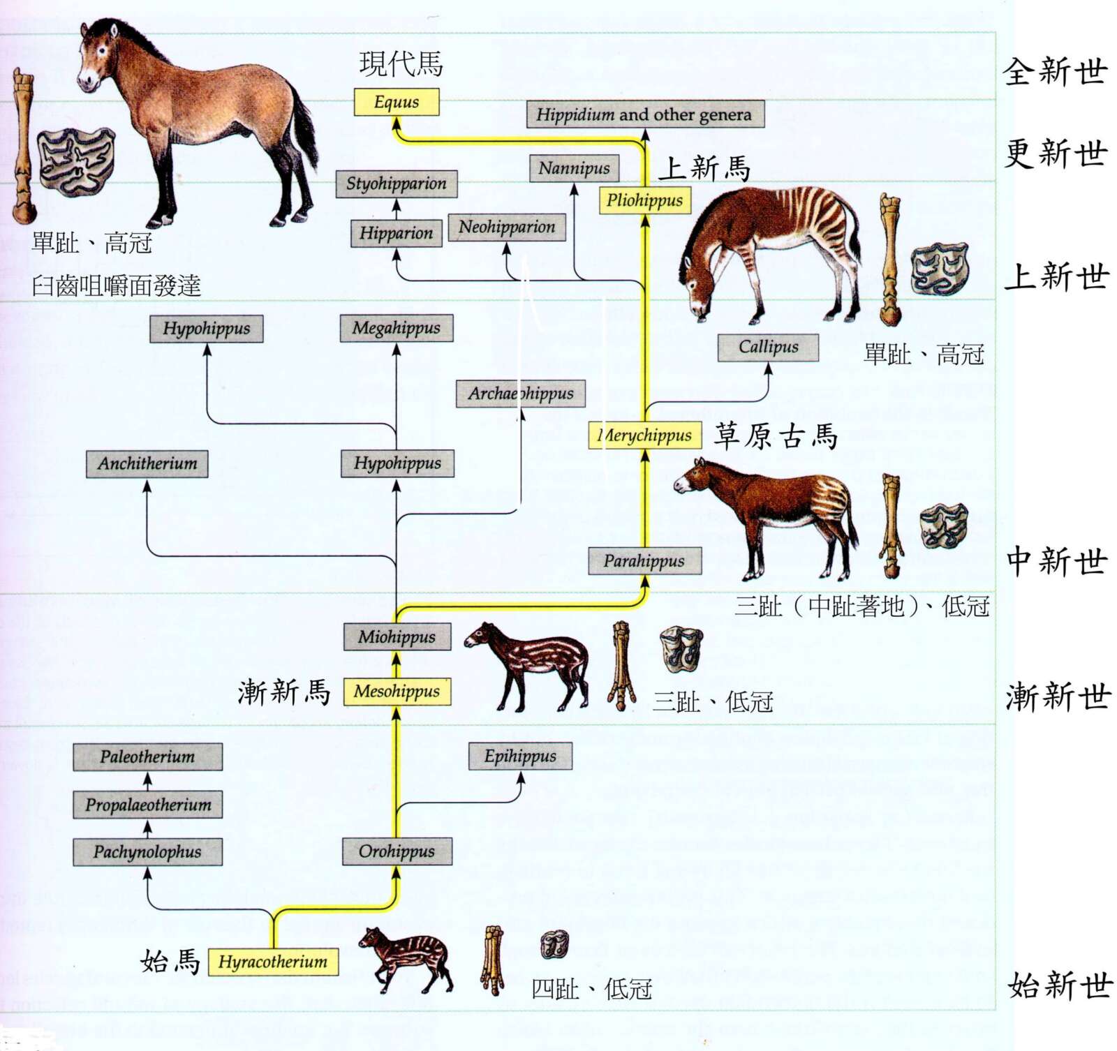 馬的演化歷程（圖／張鈞翔）