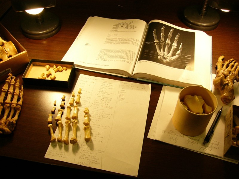 人骨學是醫學與體質人類學必修課程