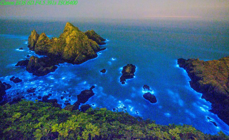 馬祖海域的「藍眼淚」:甲藻 / 雙鞭毛蟲潮發光(圖/取材自 ynes95,Flickr CC)