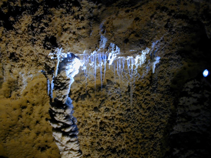 澳洲 Waitomo 洞穴中發光的發光蕈蠅幼蟲(圖/取材自 Lance Johnson,Flickr CC)