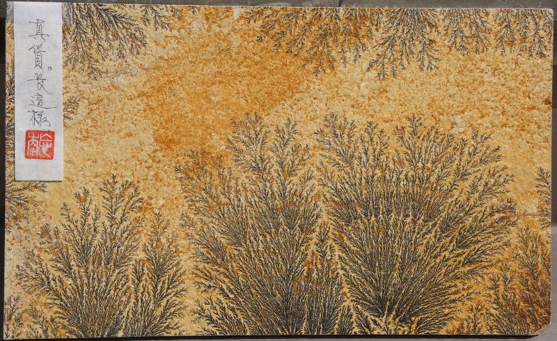 索倫候芬板狀石灰岩上枝狀軟錳礦（Dendritic Pyrolusite）的「真跡」礦物結晶